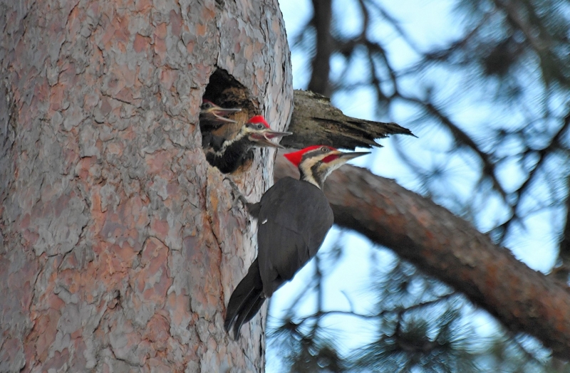 seagull-woodpecker-wildlife-20190702_431_Quetico woodpeckers peaking outside a tree